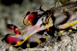Flamboyant Cuttlefish on Kapalai Housereef by Brian Welman 